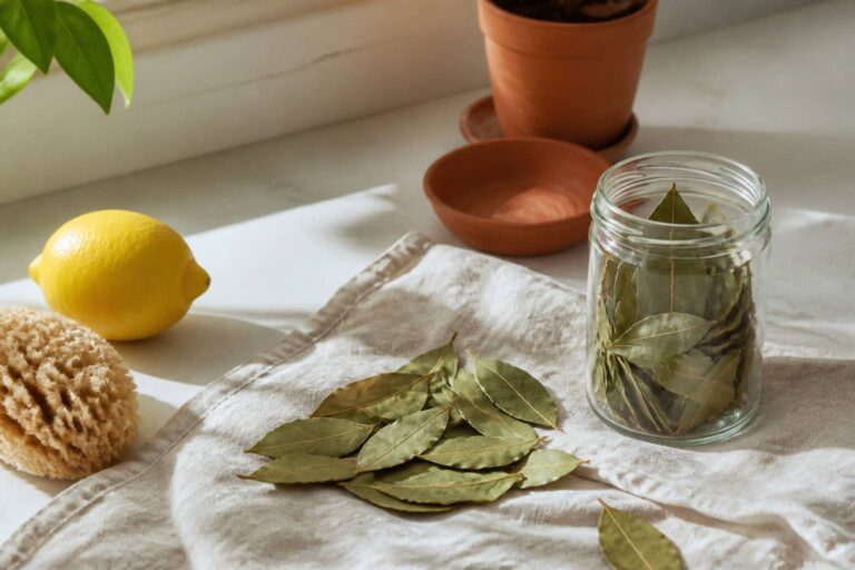 Feuilles de laurier : l&rsquo;astuce pour tout nettoyer dans la maison