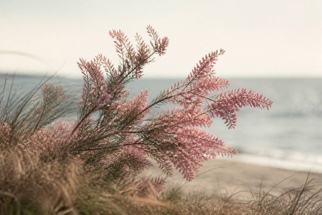 Tamaris en fleurs roses vaporeuses penché par le vent en bord de mer